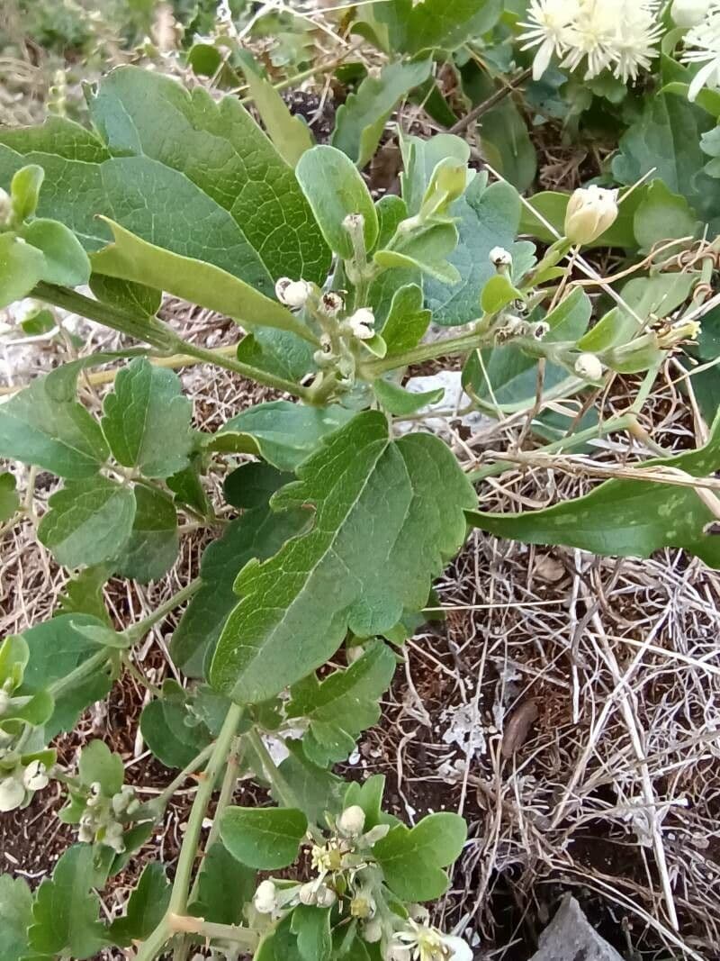 Clematítide 16