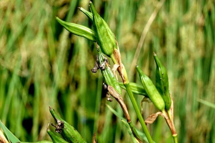 Sumpf-Schwertlilie 29