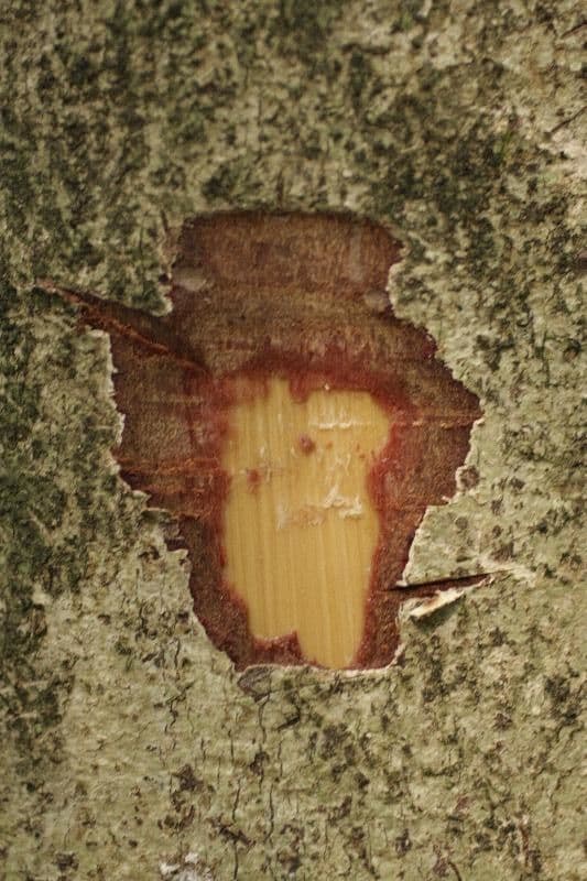 Hirtella 15