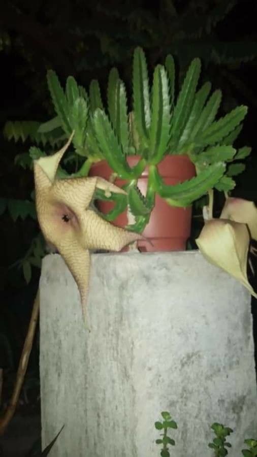 Stapelia gigantea 22