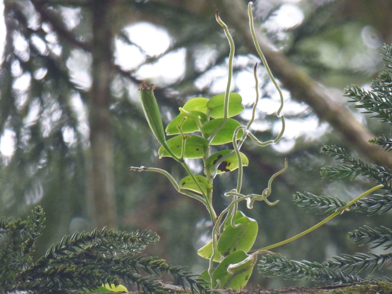 Oeonia 6
