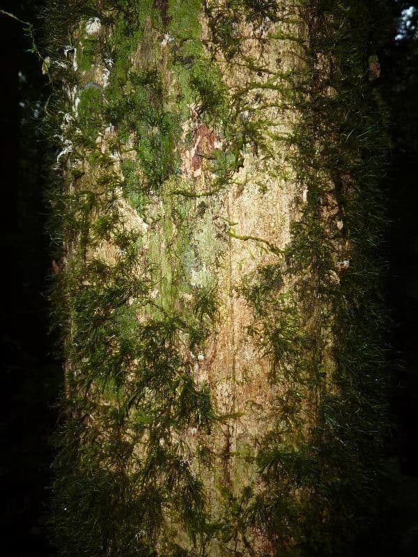 Eugenia 11