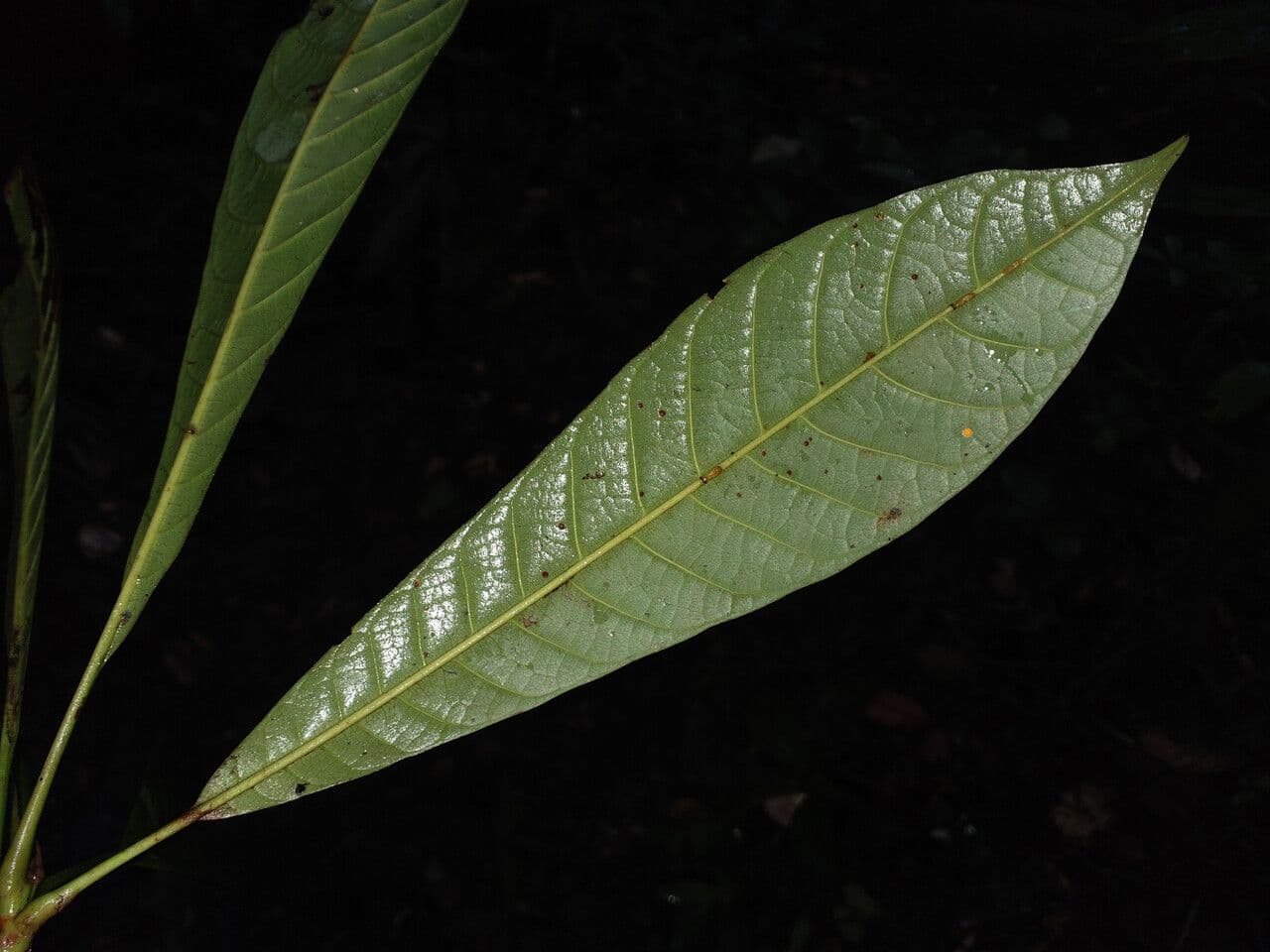 Pouteria guayanensis 5