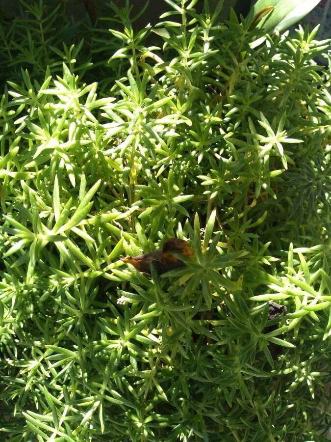 Sedum messicano 12