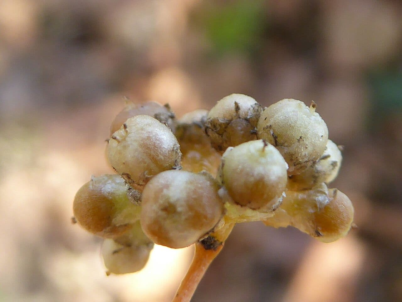 Cuscuta