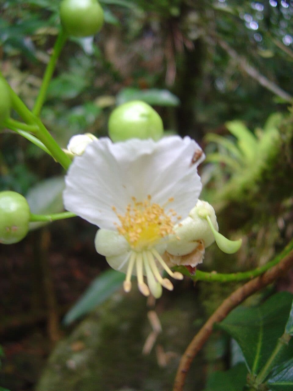 Swartzia 3