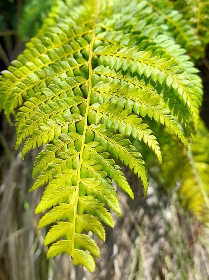 Polystichum 4