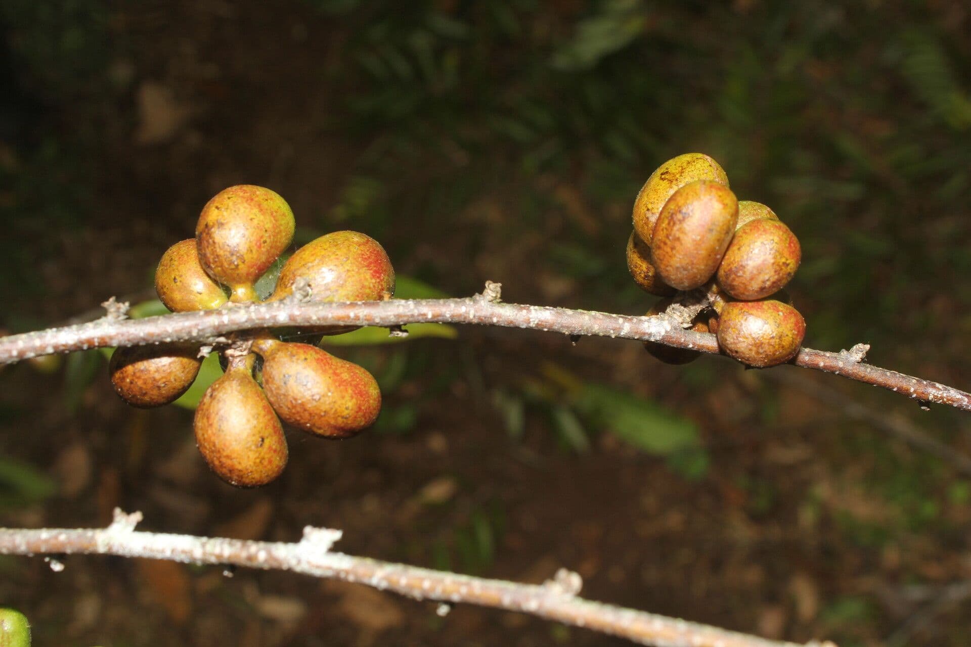 Xylopia 3
