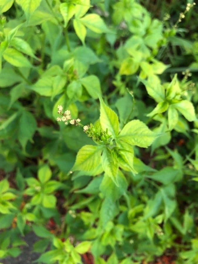 Croton lobato 9