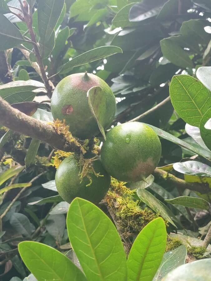 Pouteria