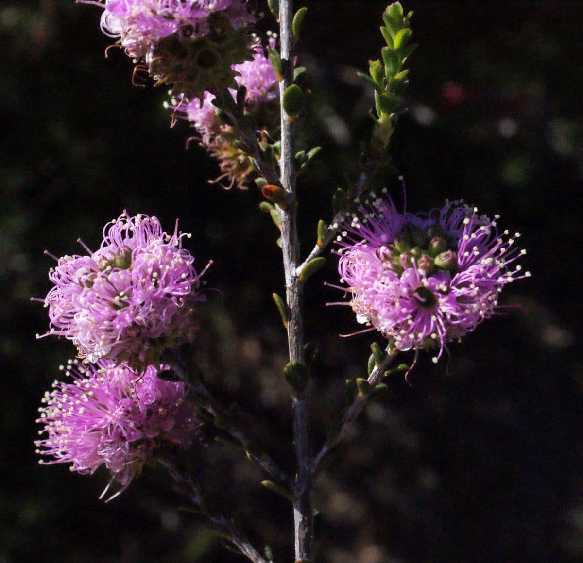 Kunzea 4