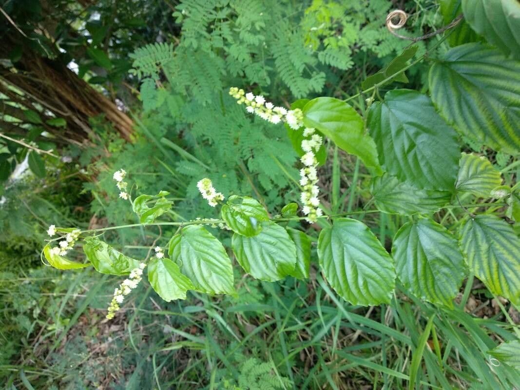 Hopfenblättrige Gouania 11