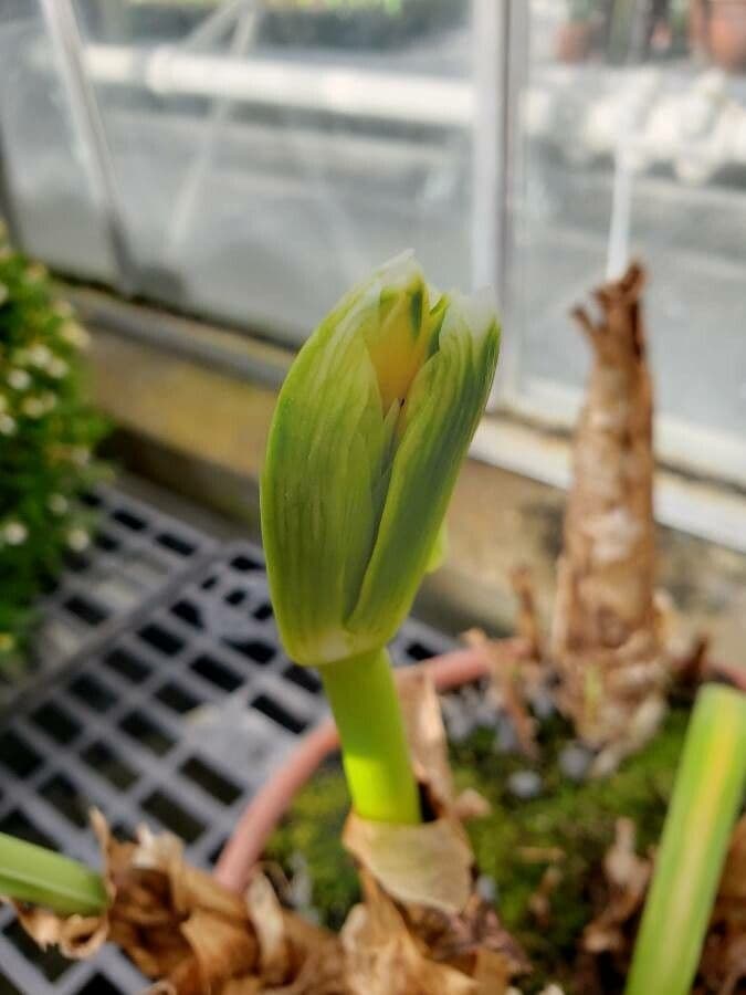 Clinanthus 3