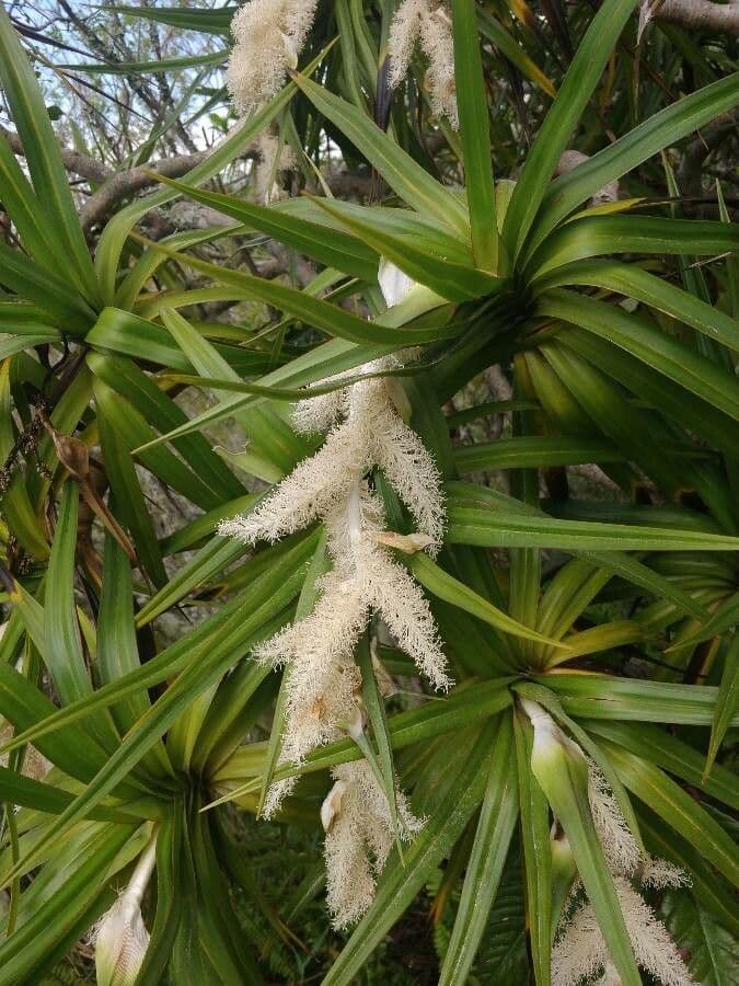 Pandanus 7