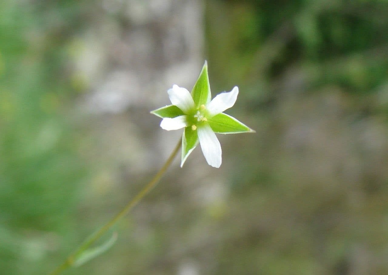 Moenchia erecta 5