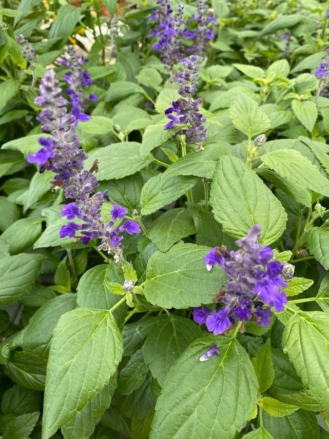 Mealy Sage 11