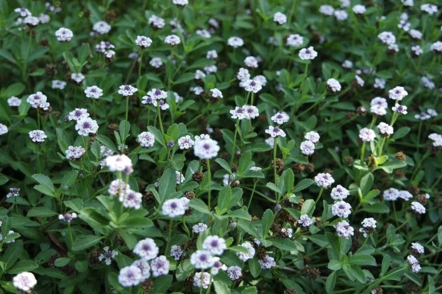 Fila nodiflora 8