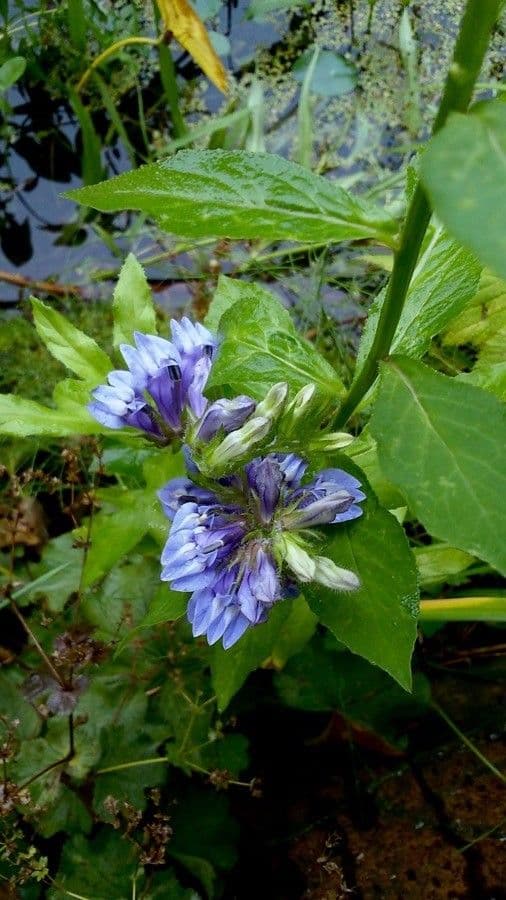 Lobelia blu 6