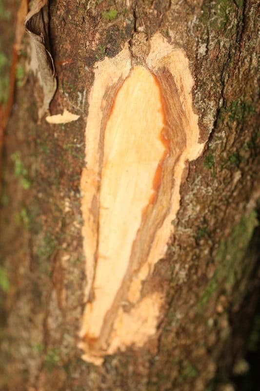 Platymiscium trojlisté 6