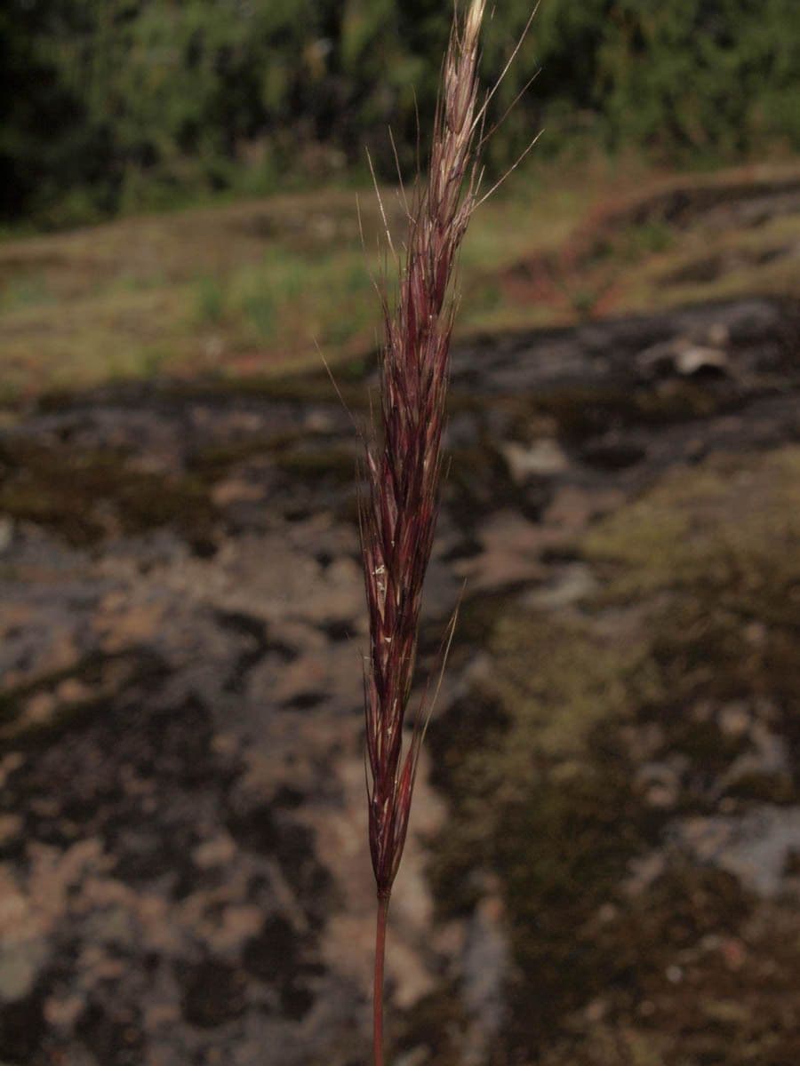 Elymus glaucus 4