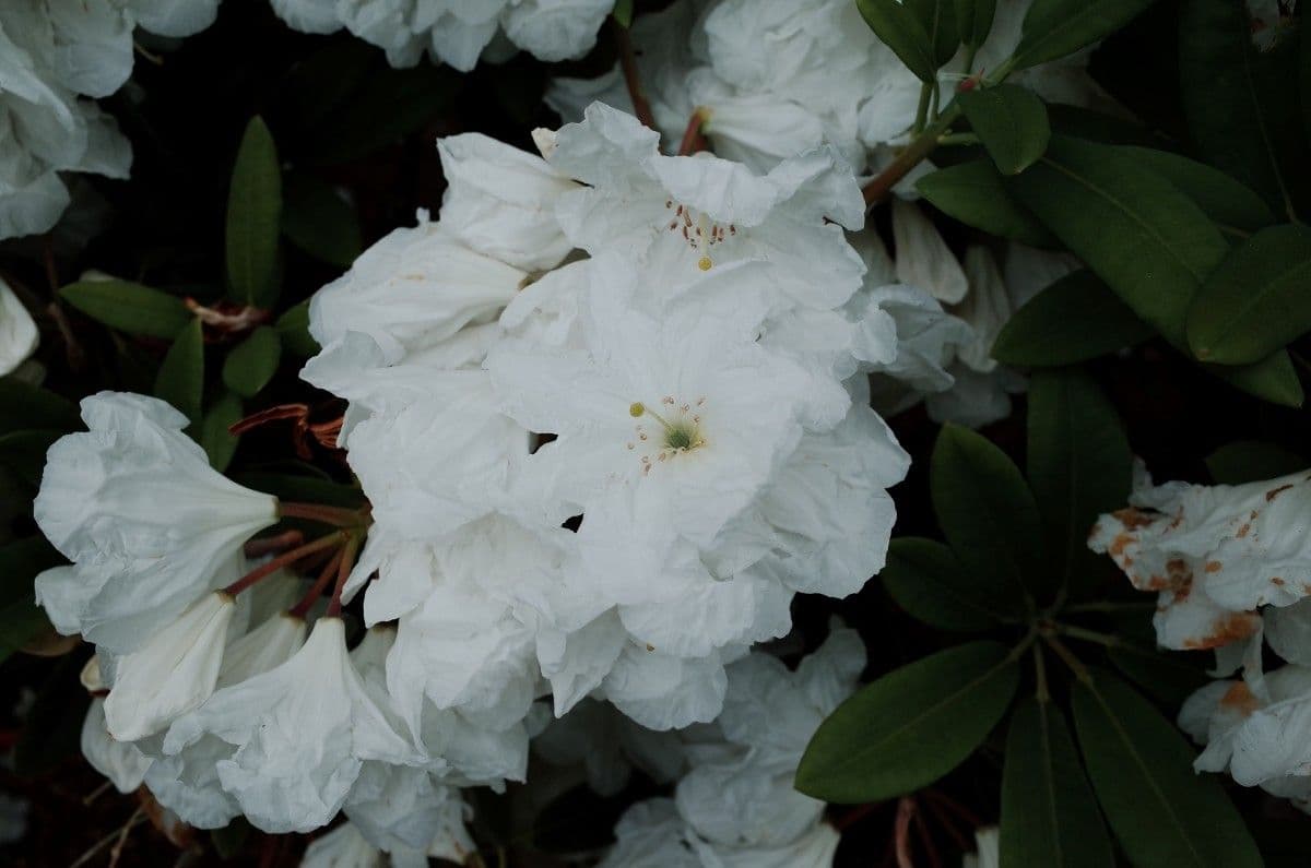 Rhododendron 4