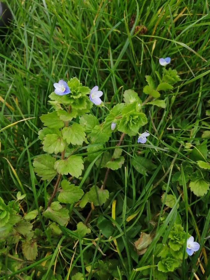Veronica filiforme 20