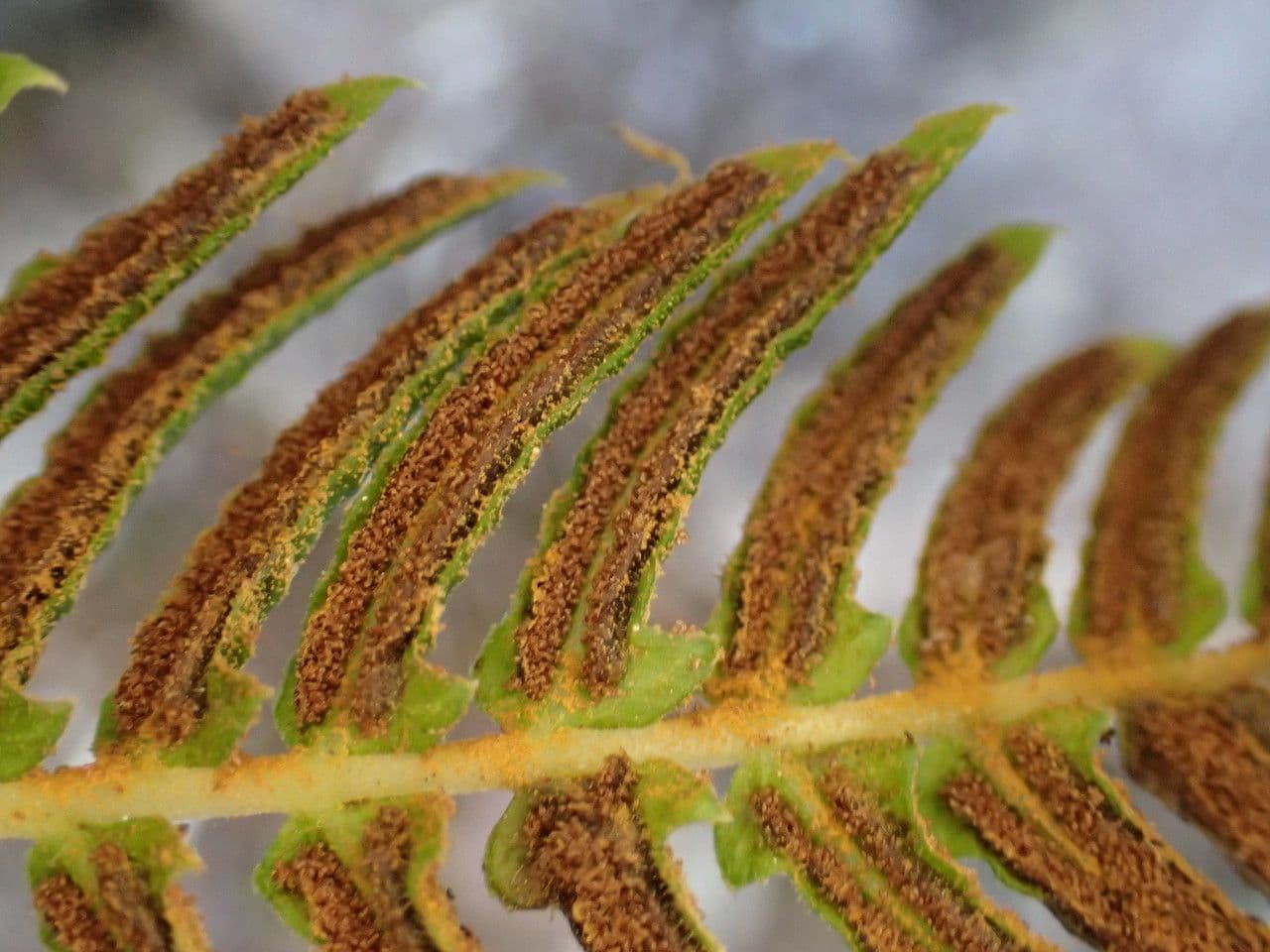Blechnum australe