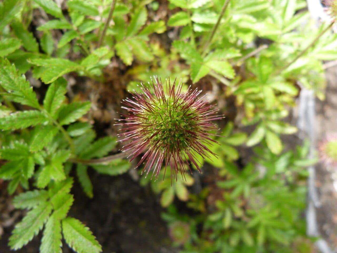 Acaena