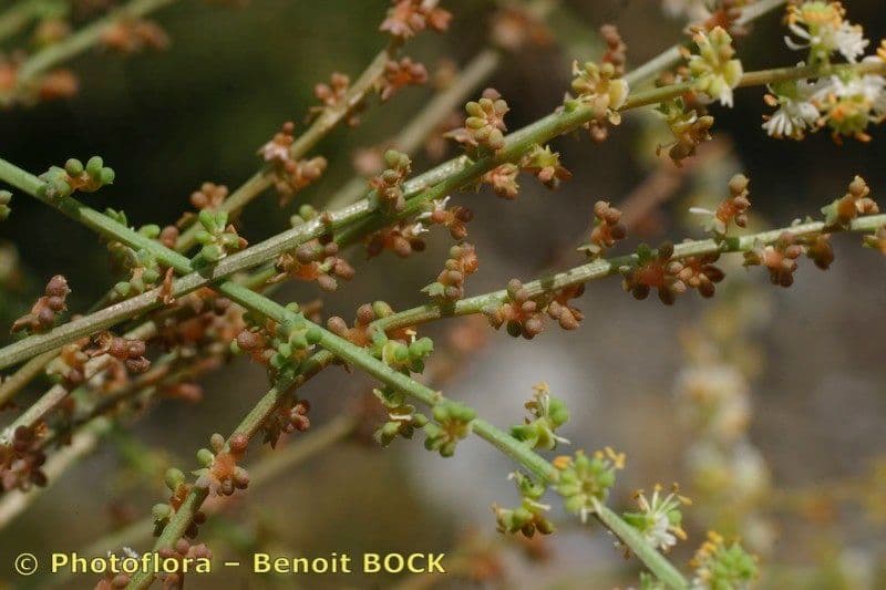 Sesamoides 6