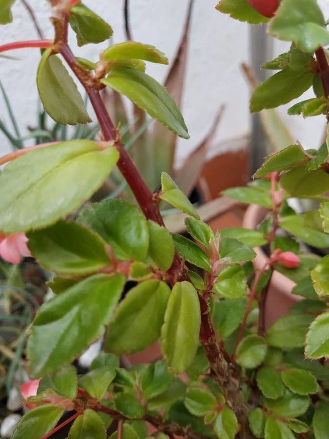 Fuchsienblättrige Begonie 22