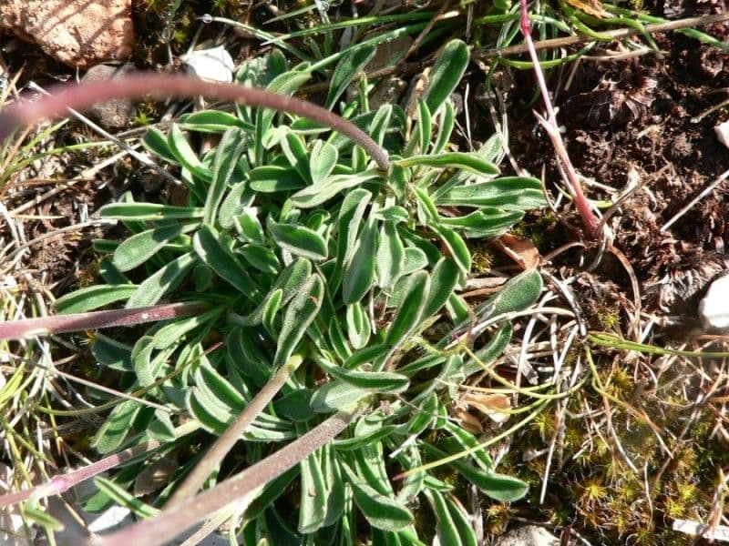 Silene otite 16