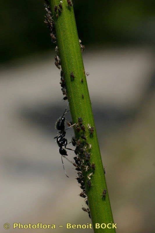 Peucedano 23