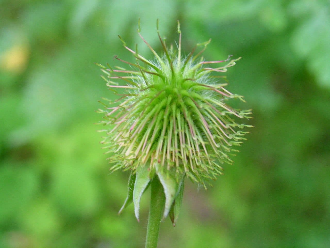Geum de Alepo