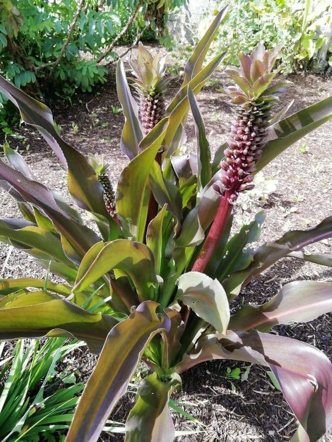 Eucomis 12