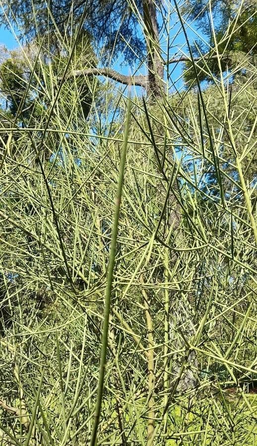 Mesquite 5