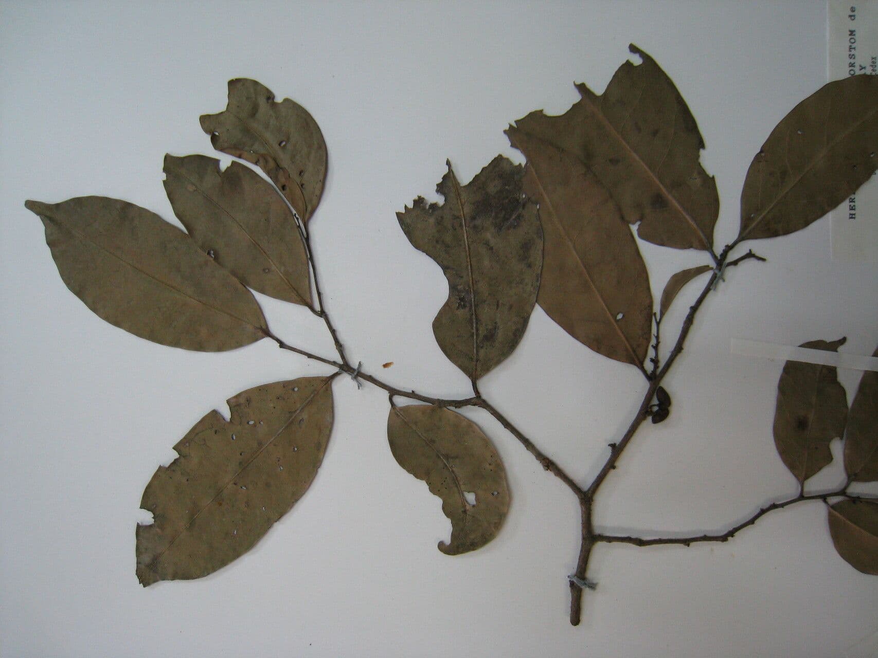 Maytenus 12