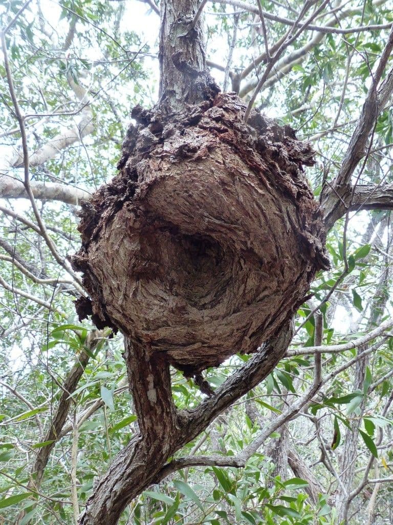 Acacia 21