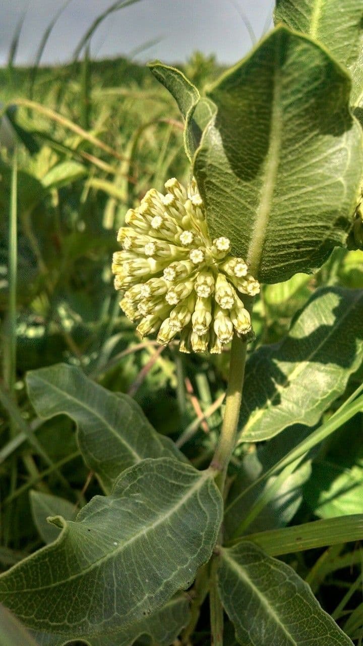 Asclépiade à fleurs vertes 7