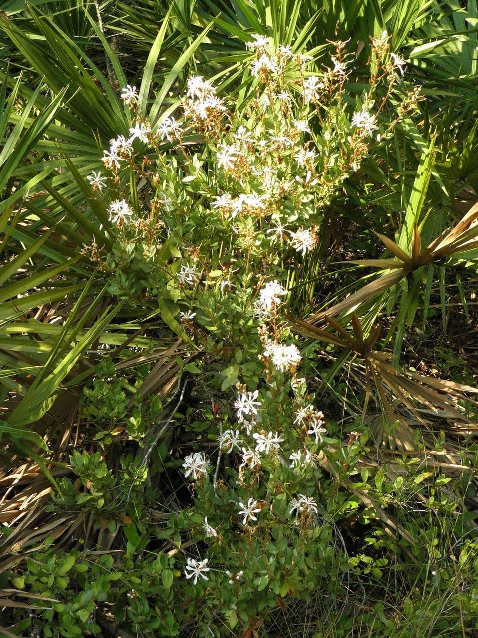 Teerblume 6