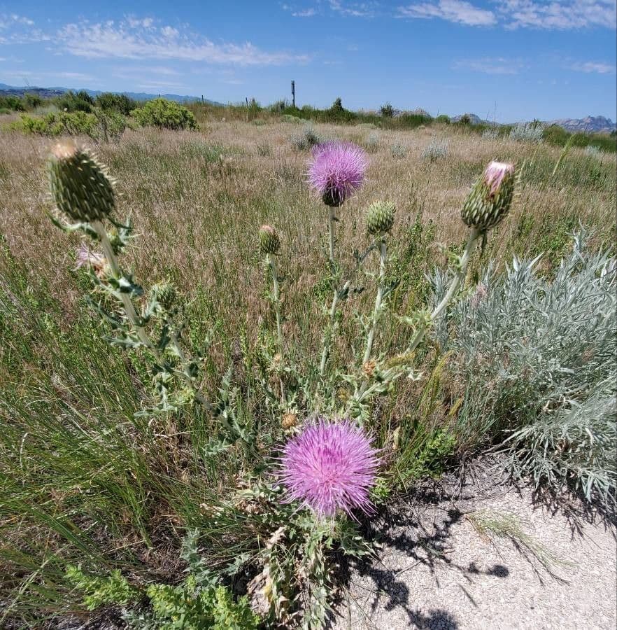 Texas-Distel 6