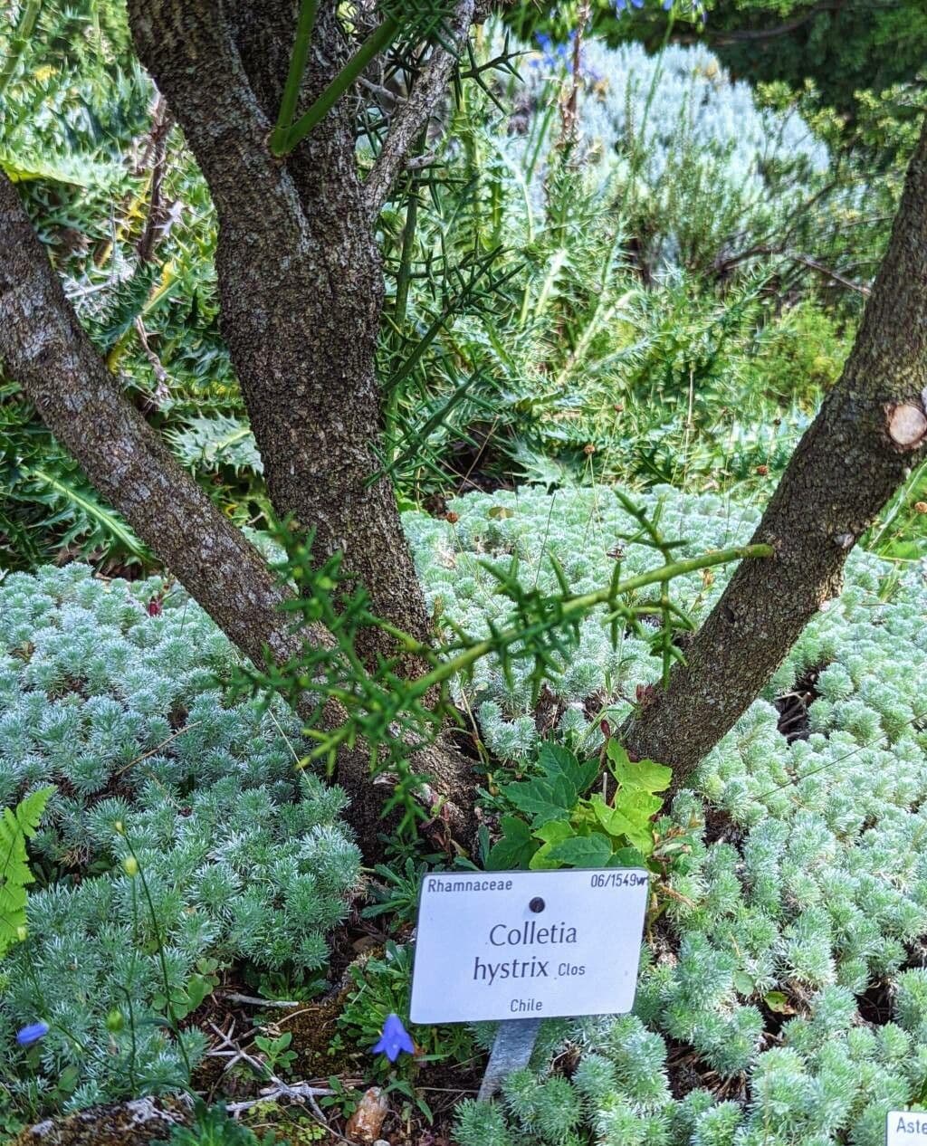 Colletia 15