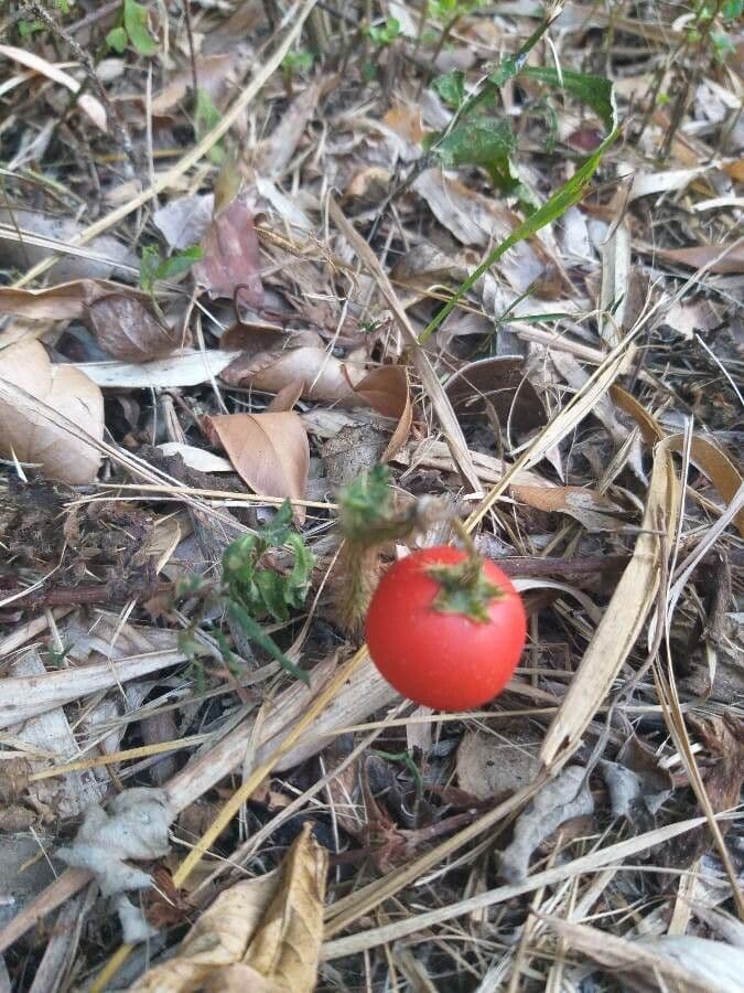 Solanum capsicoides 3