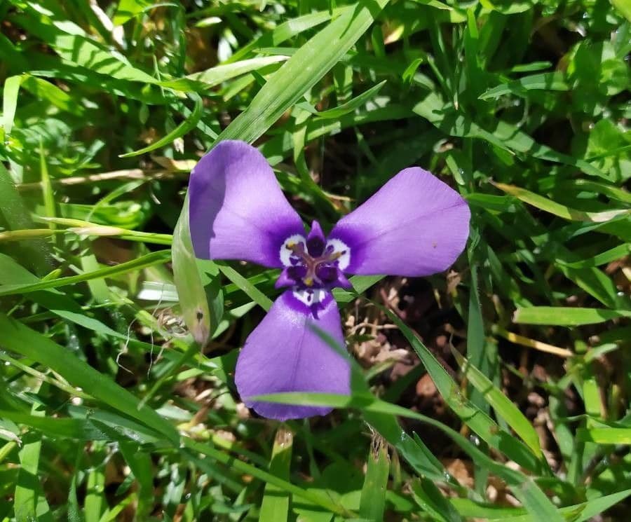 Herbertia lahue