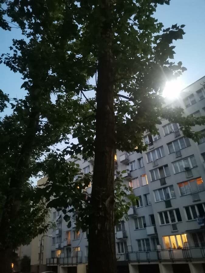 Peuplier baumier 12