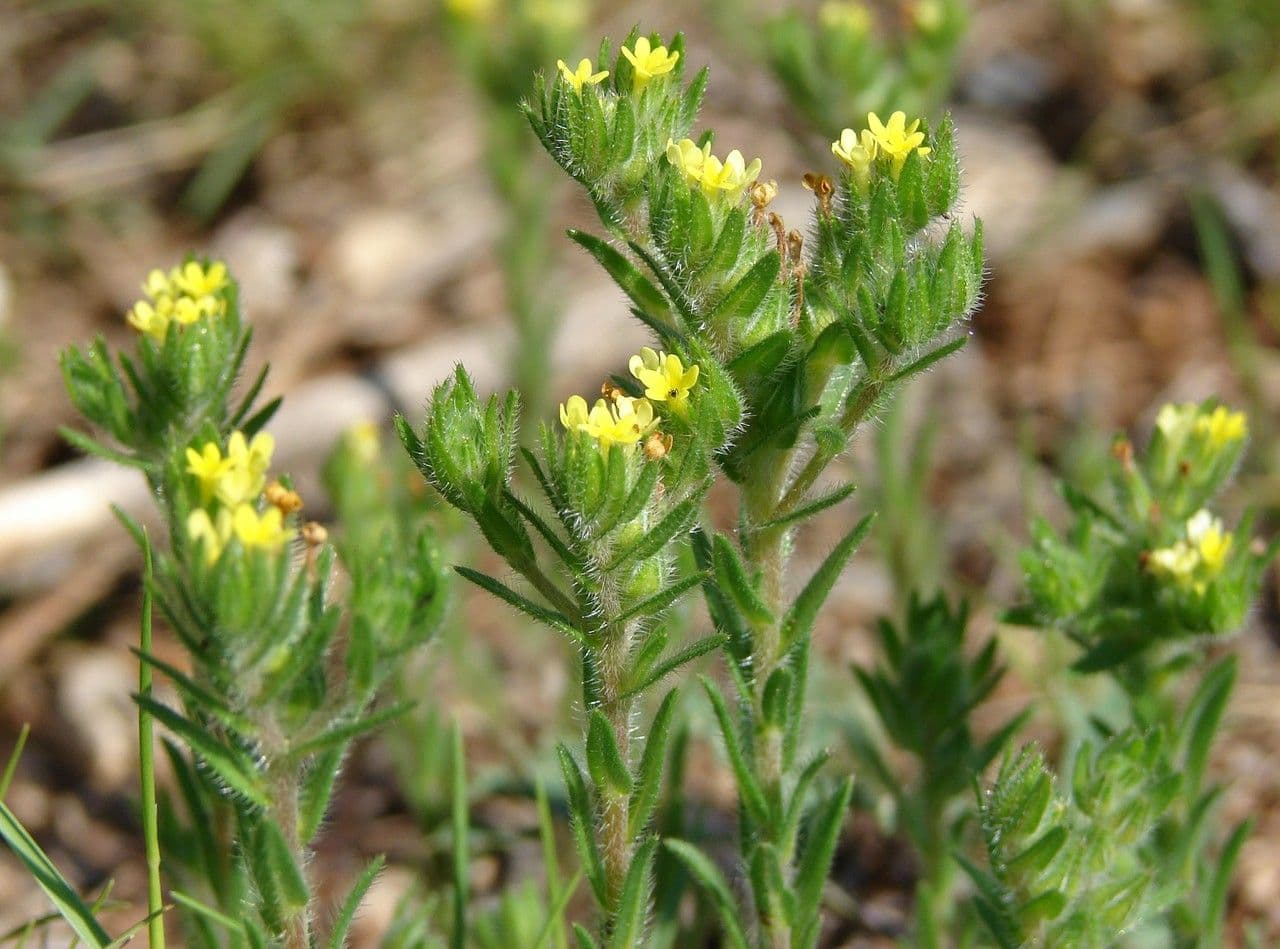 Neatostema apulum 7