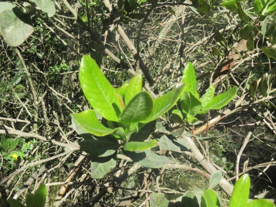Escallonia 6
