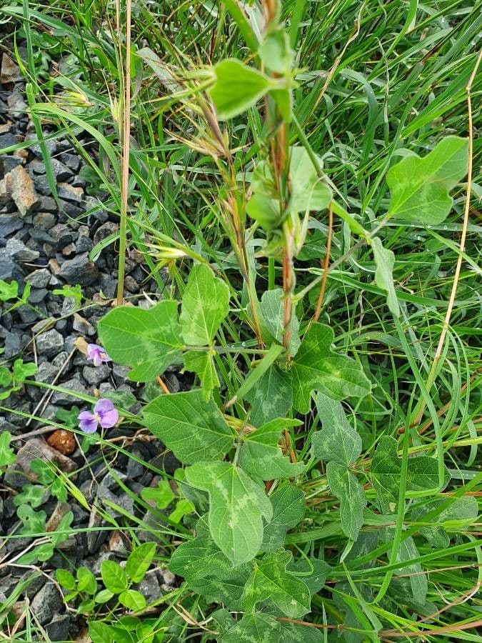 Vigna frutescens 13