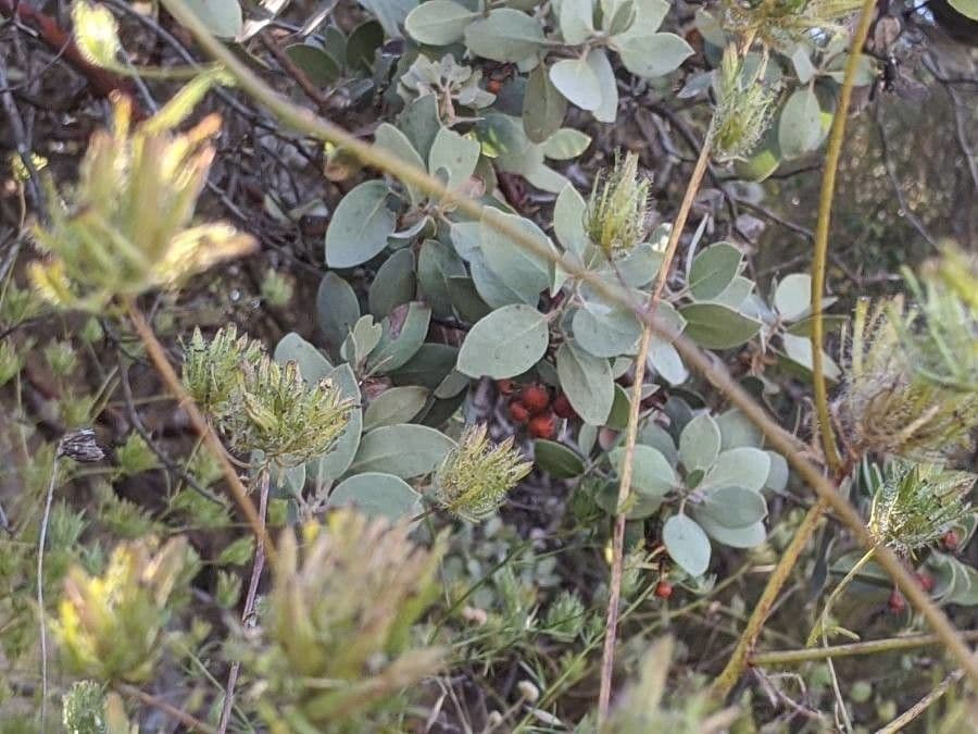 Arctostaphylos