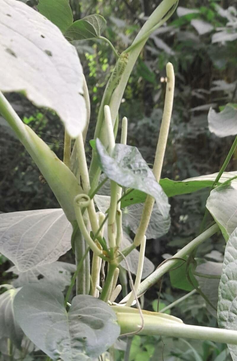 Schildblättriger Pfeffer 6