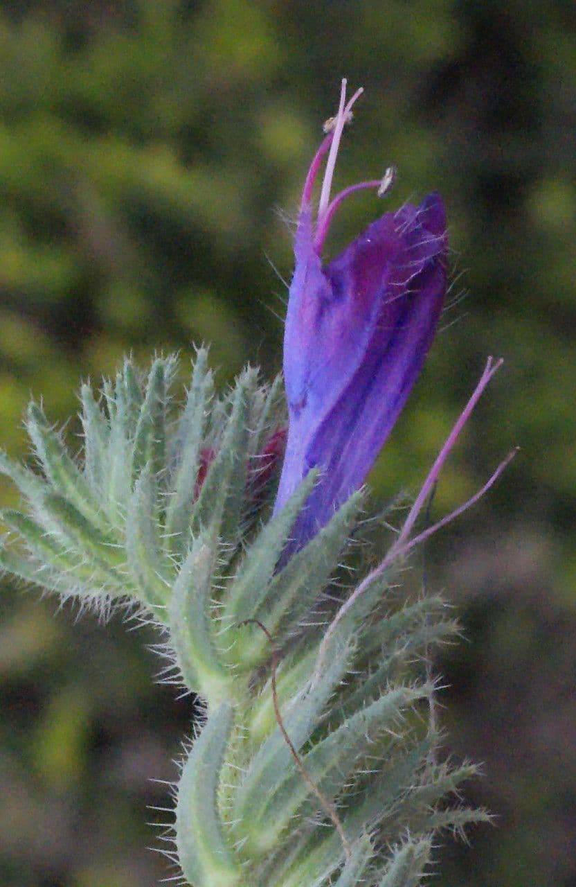 Flor morada 29